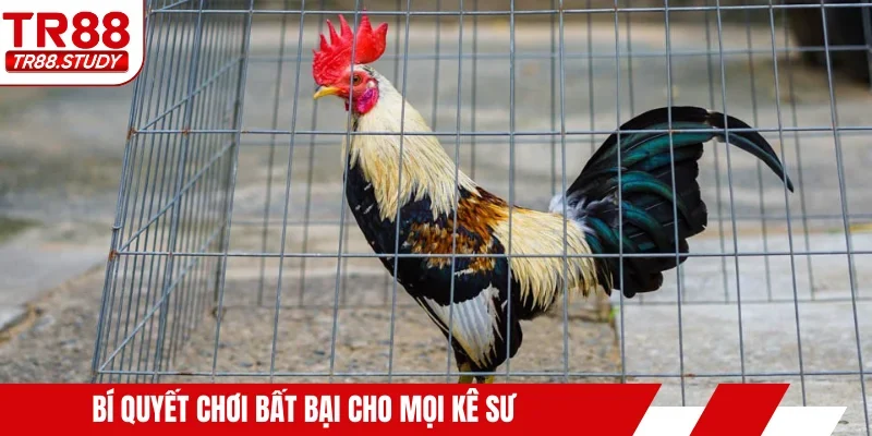 Bí quyết chơi bất bại cho mọi kê sư