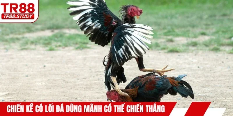 Chiến kê sở hữu lối đá dũng mãnh có thể chiến thắng