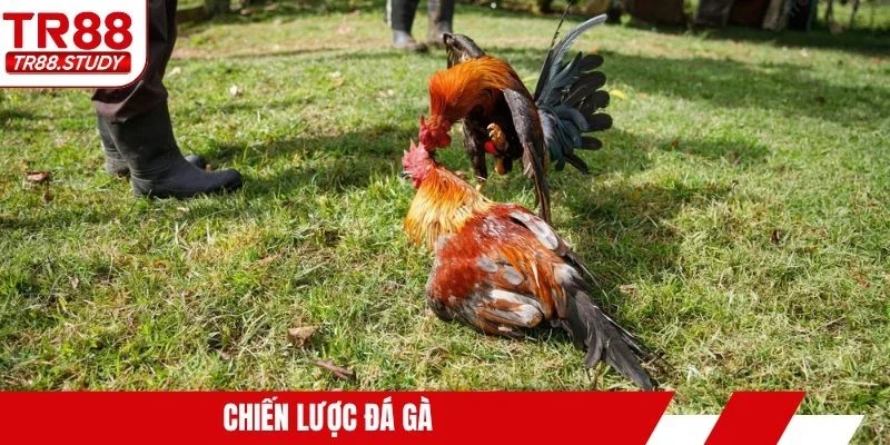 Chiến lược đá gà