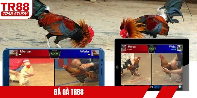 Đá gà TR88