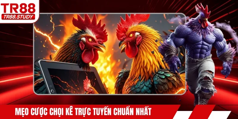 Mẹo cược chọi kê trực tuyến chuẩn nhất