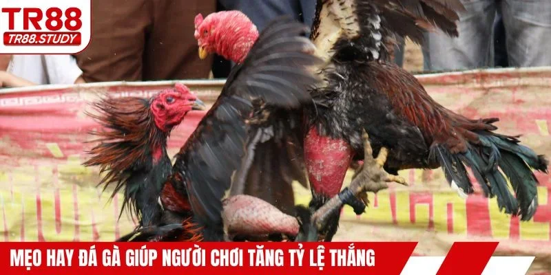 Mẹo hay đá gà giúp người chơi tăng tỷ lệ thắng