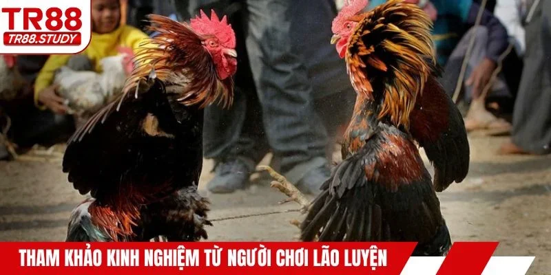 Tham khảo kinh nghiệm từ người chơi lão luyện