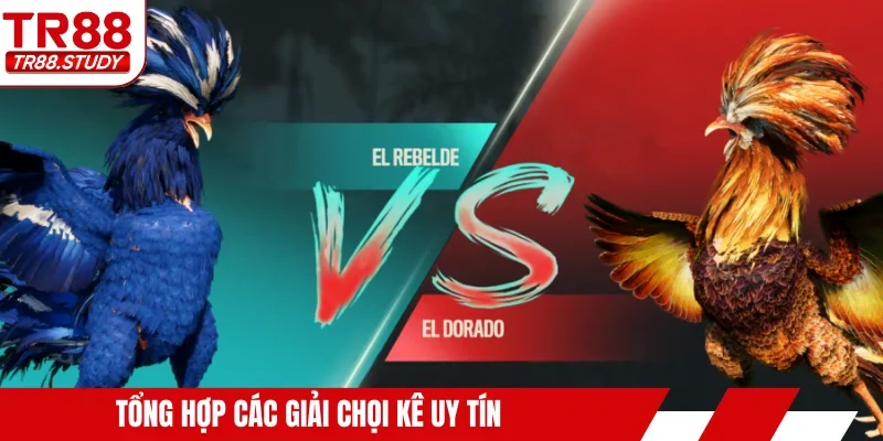 Tổng hợp các giải chọi kê uy tín