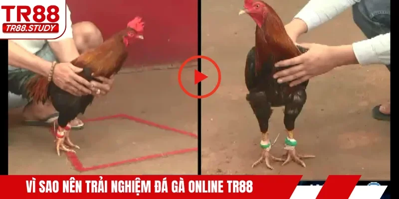 Vì sao nên trải nghiệm đá gà online TR88